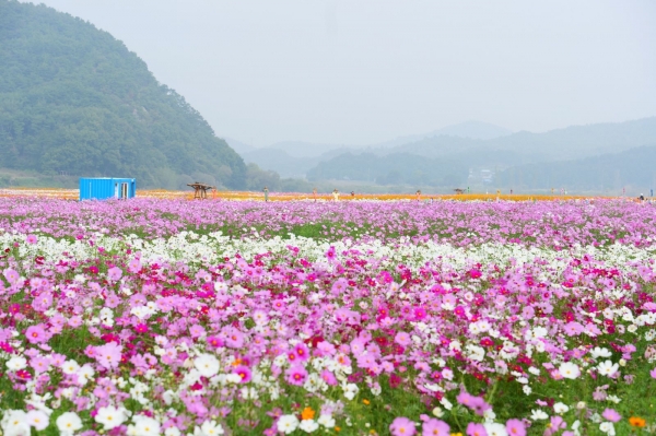 충남 부여군 백마강(금강) 코스모스 단지 모습(사진=부여군)