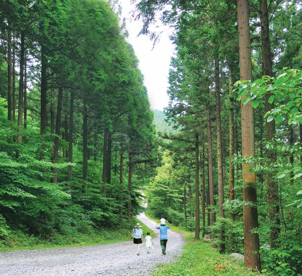 축령산 편백숲. (사진=장성군)