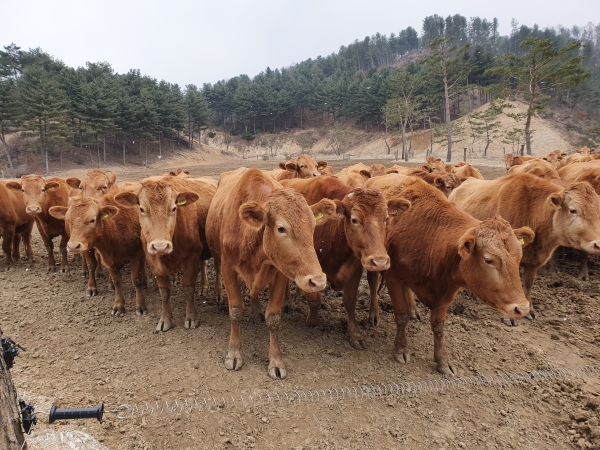 경기한우 위기 돌파 위해 명품화 사업비 대폭 증액(사진=경기도)