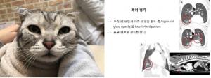 "SK·애경 '가습기메이트', 반려동물도 폐섬유화 피해"