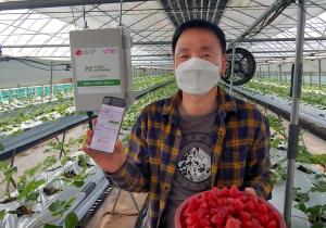 LGU+-그린랩스, '보급형 스마트팜' 속초 딸기 농가서 첫 선