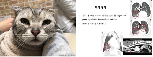 가습기메이트 사용 후 폐섬유화, 천식 확인된 고양이 (사진=사회적 참사 특조위)