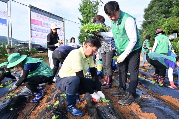 양평군새마을회 배추 모종 식재(사진=양평군)