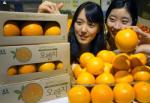 현대百, 유기농 오렌지 판매