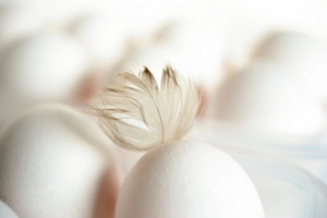aT, 미국산 '흰달걀' 60톤 공매 입찰