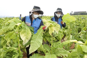 KT&G 임직원, 잎담배 수확 돕기 '구슬땀'