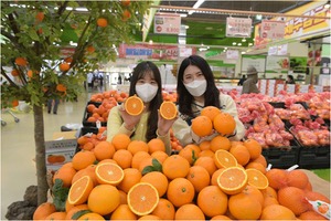 농협 하나로마트, '국내산' 청견 오렌지 판매 개시