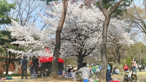 '벚꽃 활짝' 올림픽공원