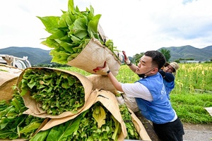 KT&G 임직원, 잎담배 수확 돕기 구슬땀